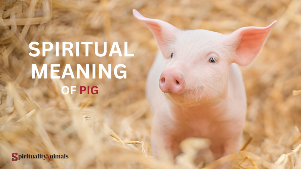 Spiritual Meaning of Pig