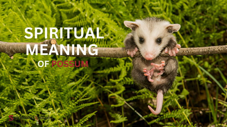 Spiritual Meaning of Possum