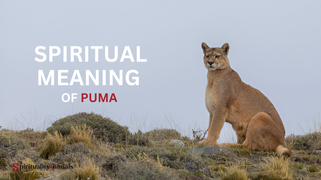 Spiritual Meaning of Puma