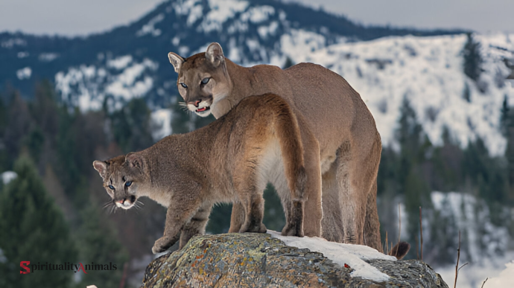 Spiritual Meaning of Puma