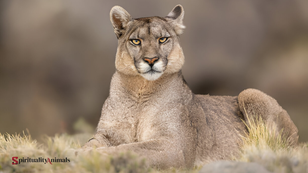 Spiritual Meaning of Puma