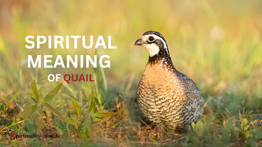 Spiritual Meaning of Quail