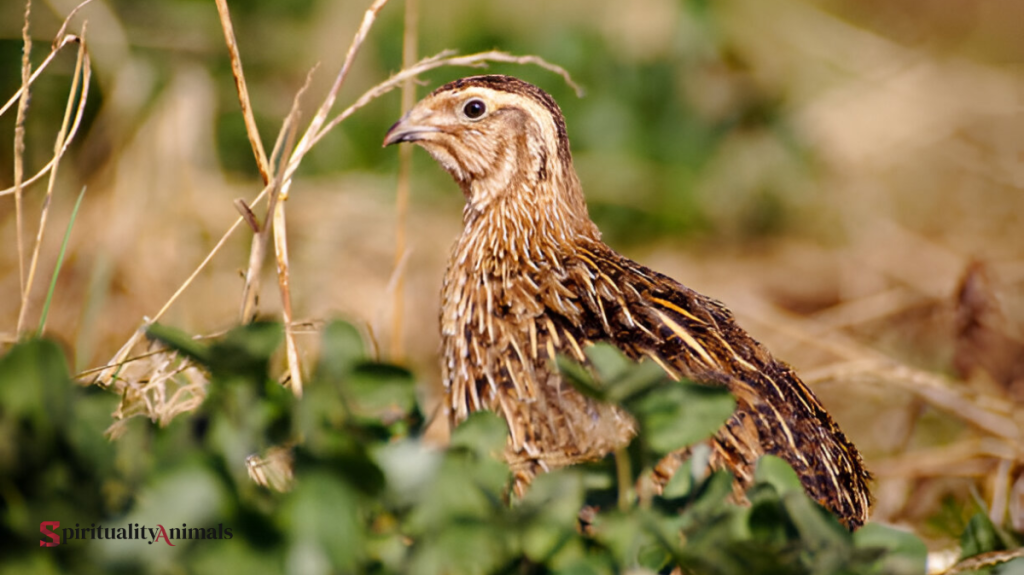Spiritual Meaning of Quail