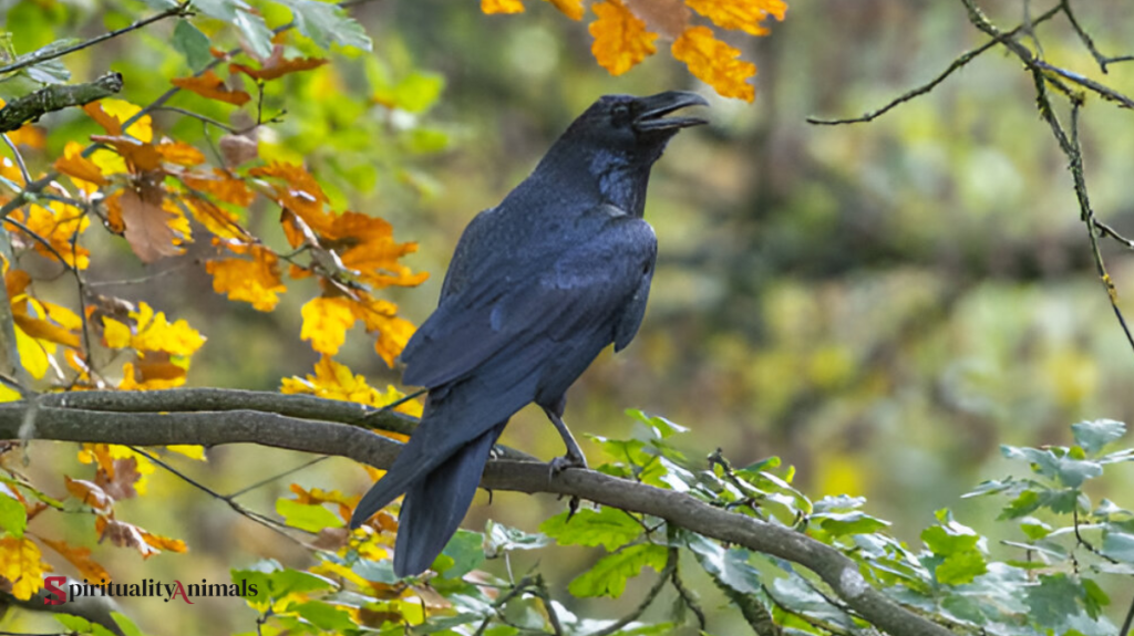 Spiritual Meaning of Raven