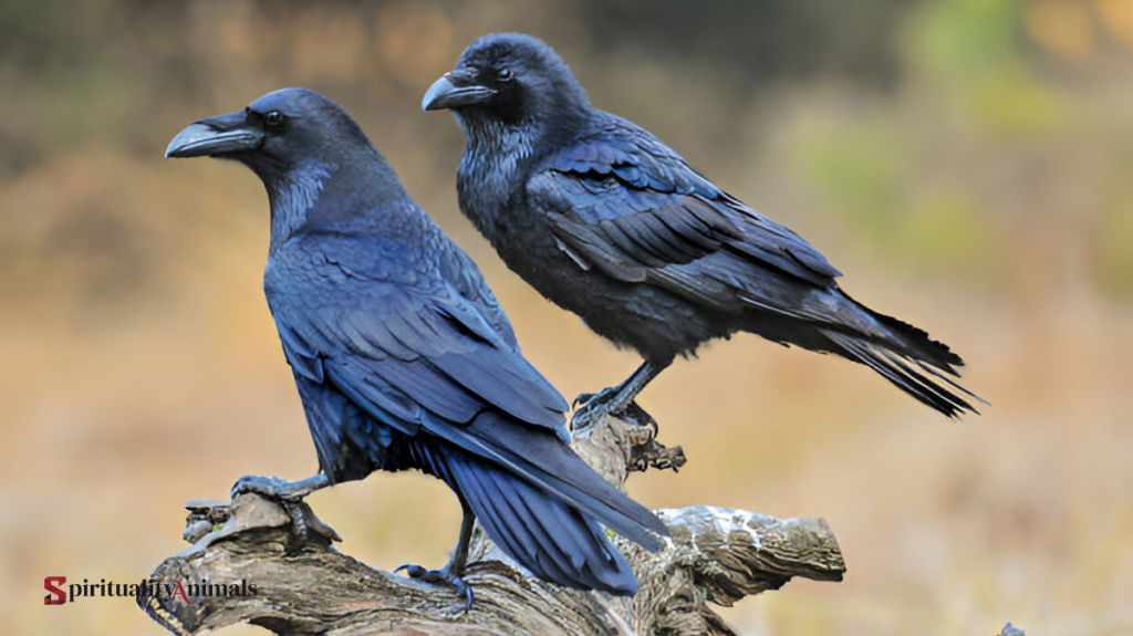 Spiritual Meaning of Raven