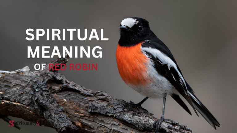 Spiritual Meaning of Red Robin