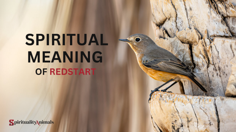 Spiritual Meaning of Redstart