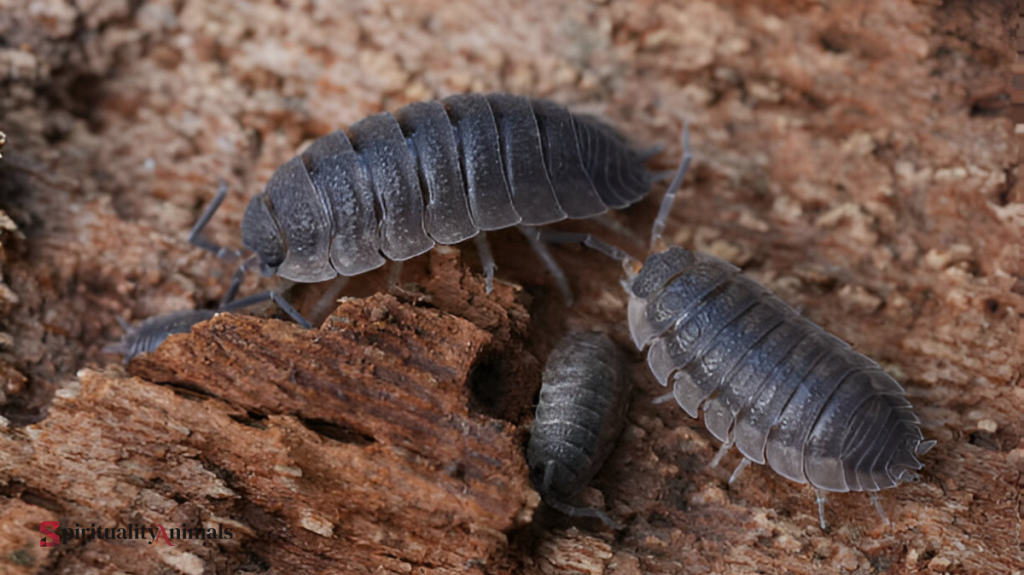 Spiritual Meaning of Roly Poly Bugs