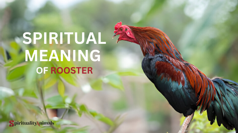 Spiritual Meaning of Rooster