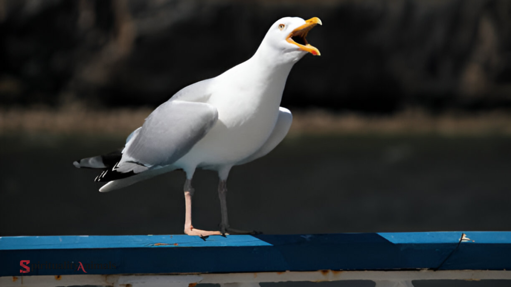 Spiritual Meaning of Seagull