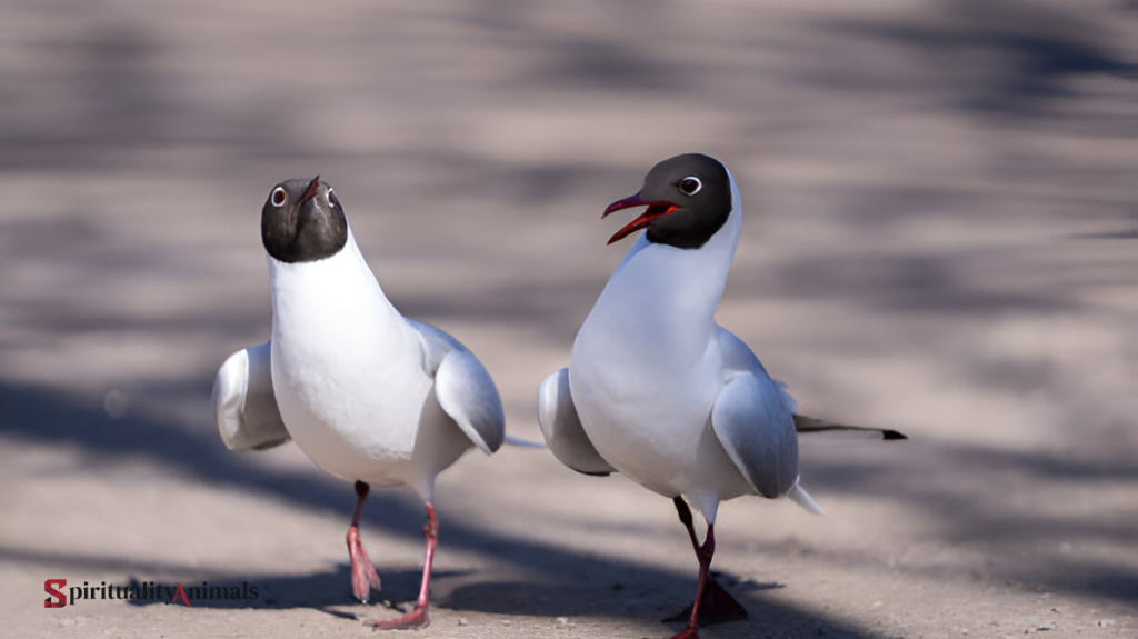 Spiritual Meaning of Seagull