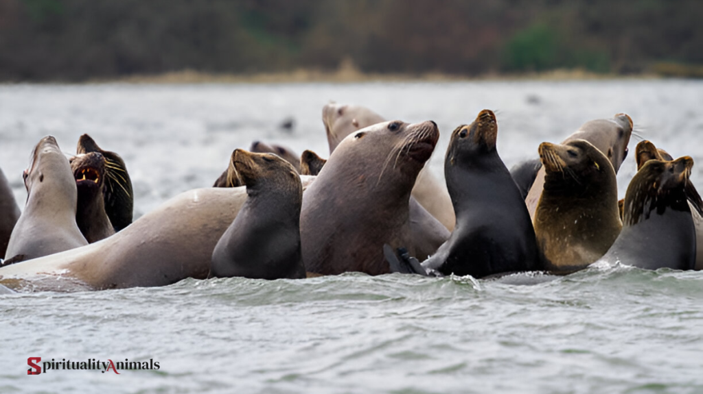 Spiritual Meaning of Seal