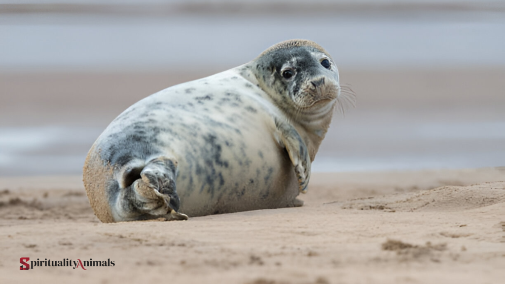 Spiritual Meaning of Seal