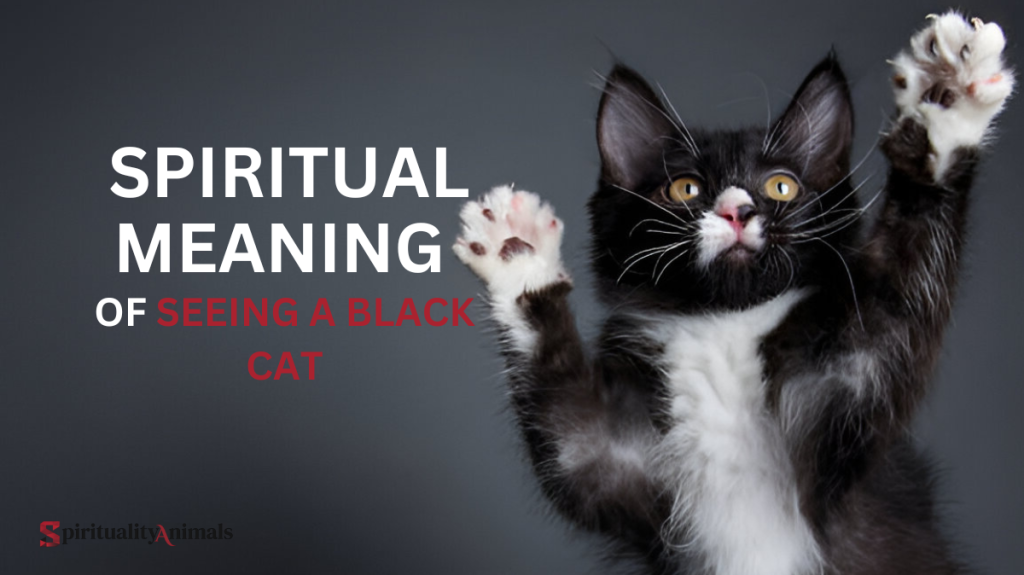 Spiritual Meaning of Seeing a Black Cat