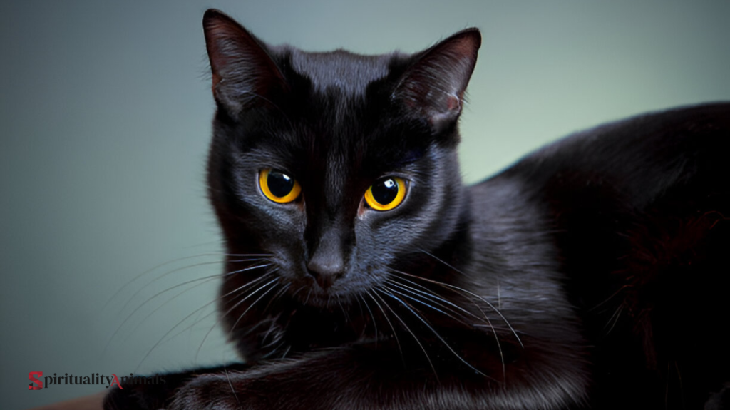 Spiritual Meaning of Seeing a Black Cat