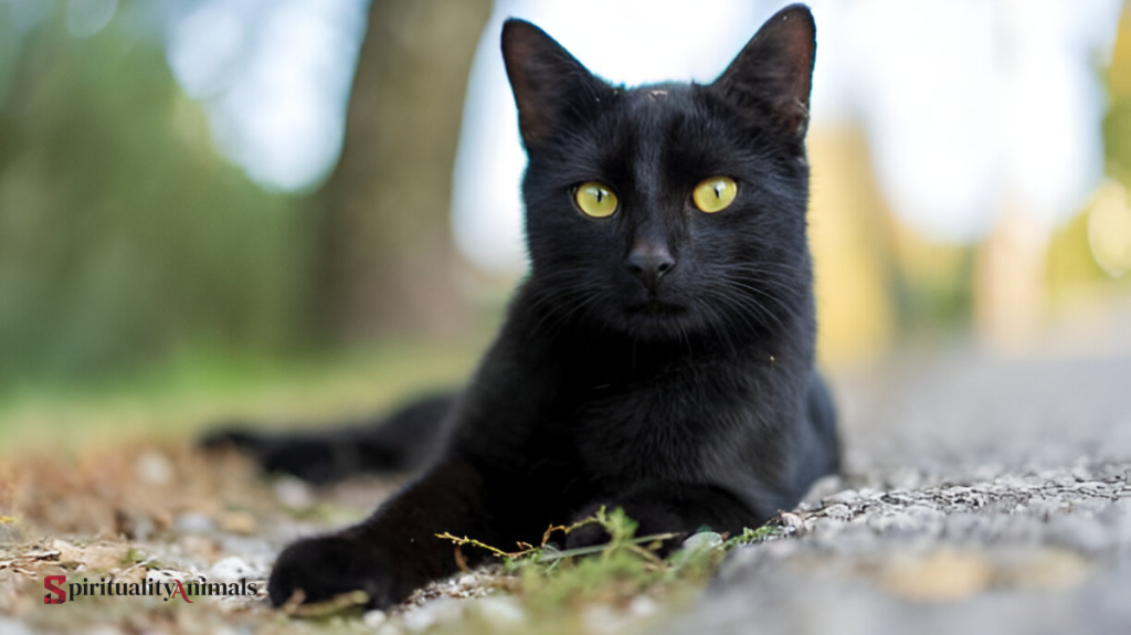 Spiritual Meaning of Seeing a Black Cat