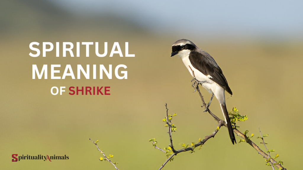 Spiritual Meaning of Shrike