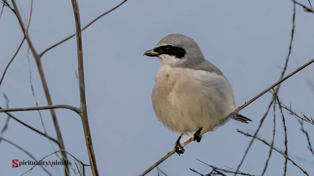 Spiritual Meaning of Shrike