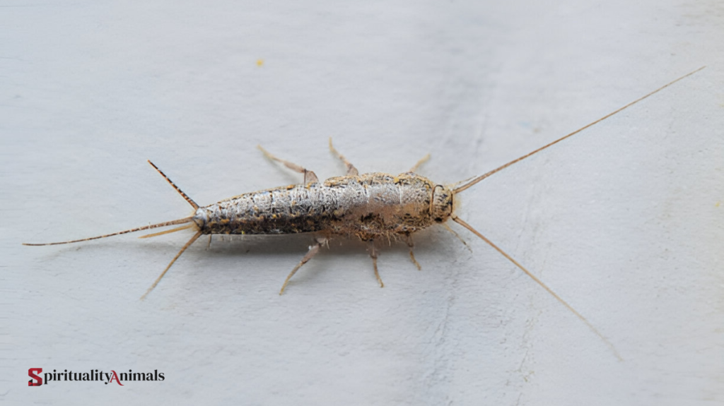 Spiritual Meaning of Silverfish