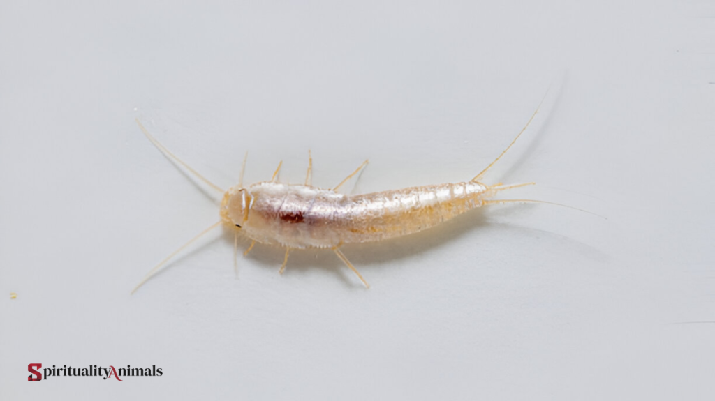 Spiritual Meaning of Silverfish