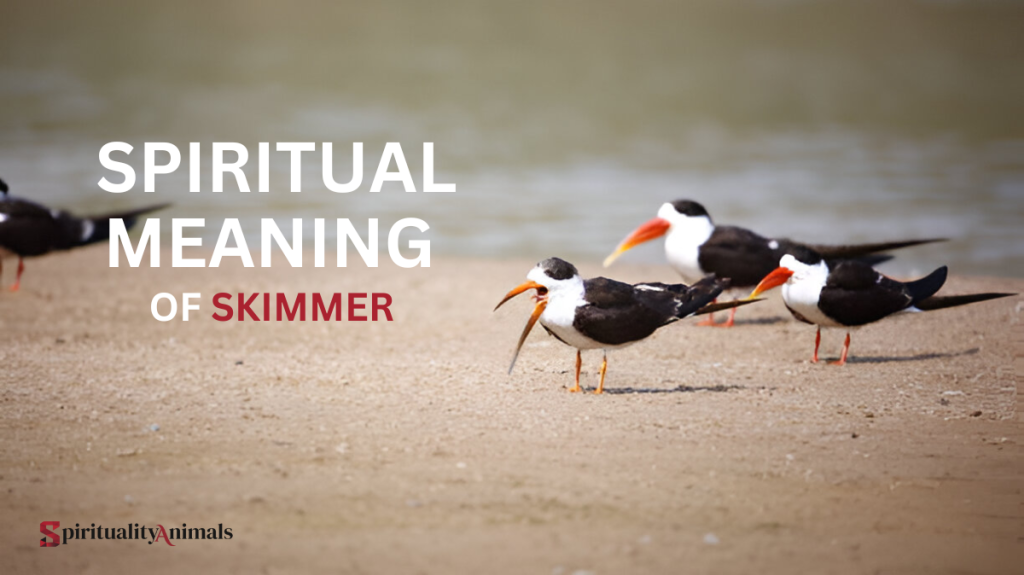 Spiritual Meaning of Skimmer