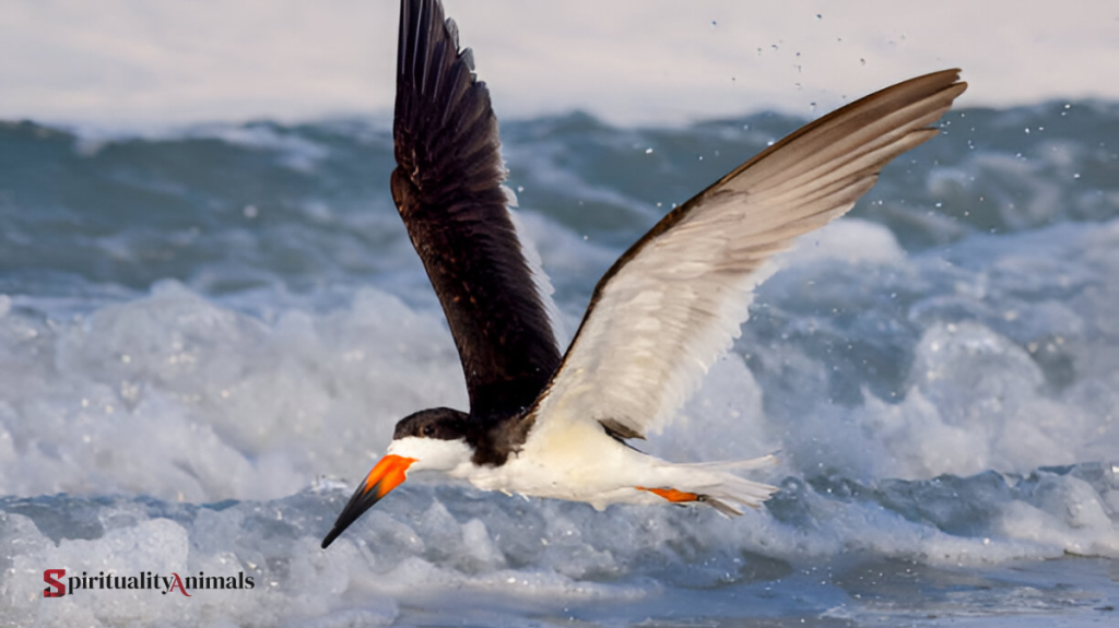 Spiritual Meaning of Skimmer