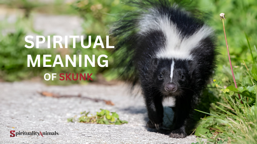 Spiritual Meaning of Skunk