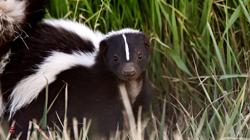 Spiritual Meaning of Skunk