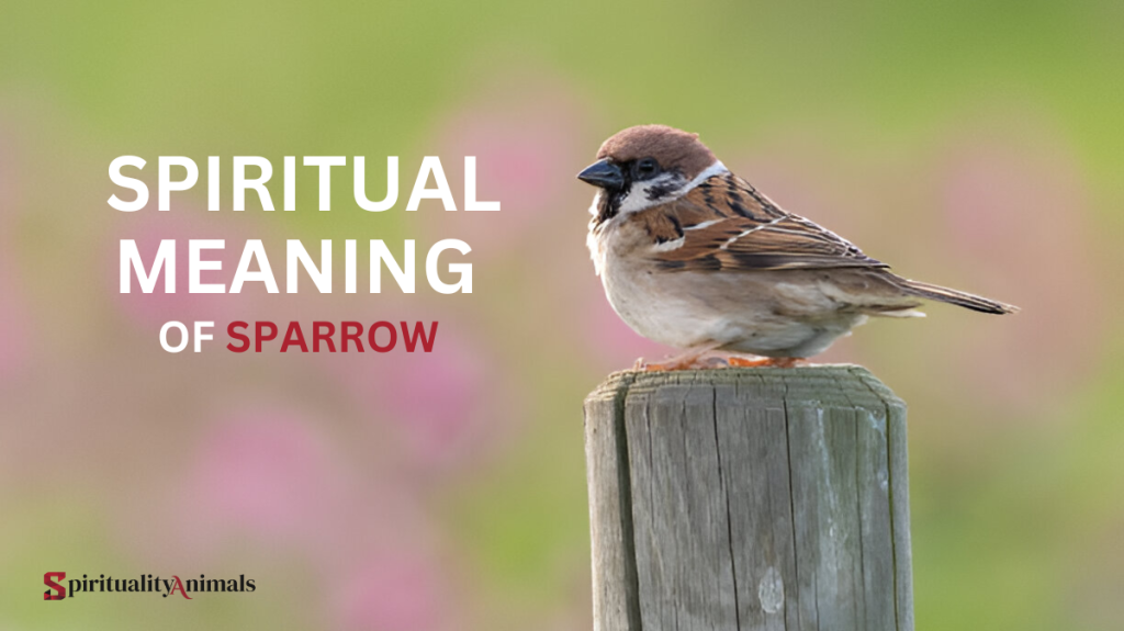 Spiritual Meaning of Sparrow