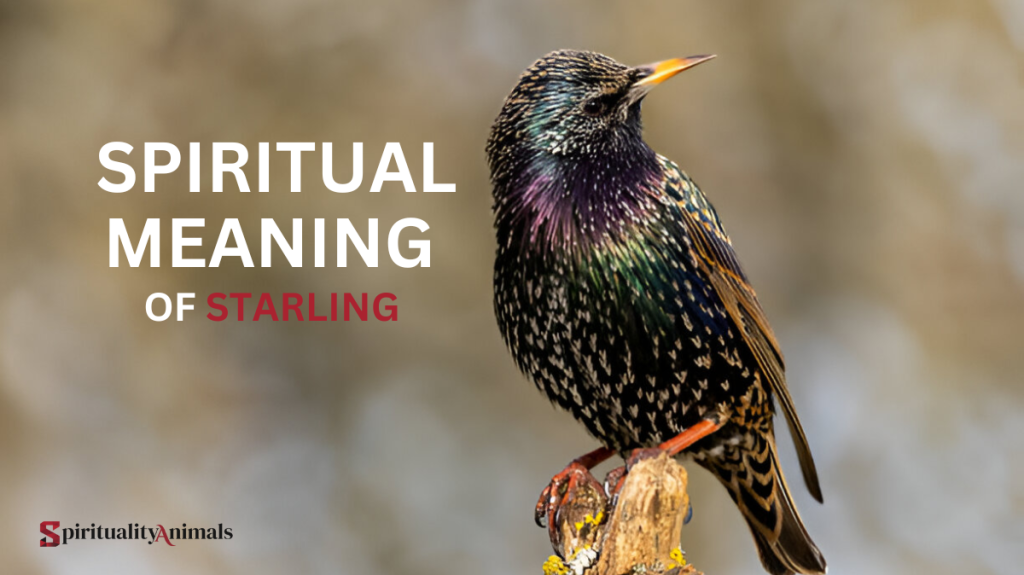 Spiritual Meaning of Starling