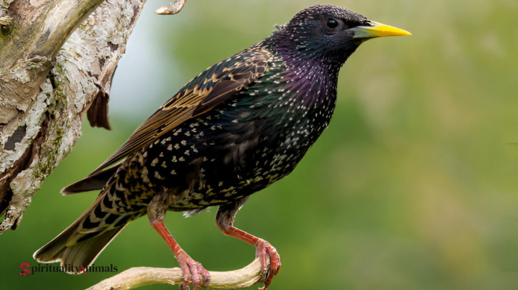 Spiritual Meaning of Starling