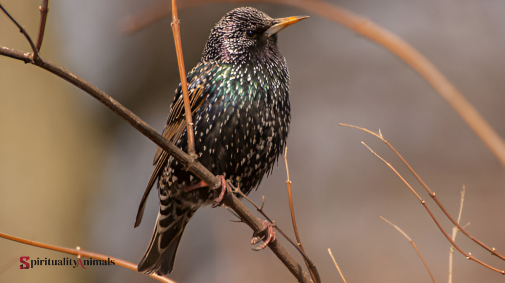 Spiritual Meaning of Starling