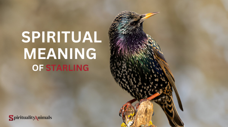 Spiritual Meaning of Starling