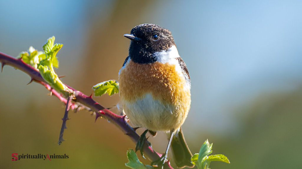 Spiritual Meaning of Stonechat