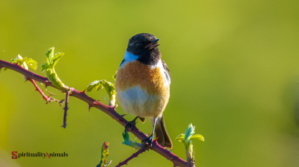 Spiritual Meaning of Stonechat