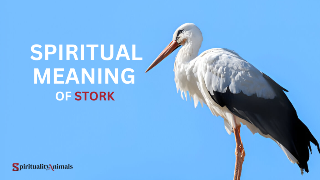 Spiritual Meaning of Stork