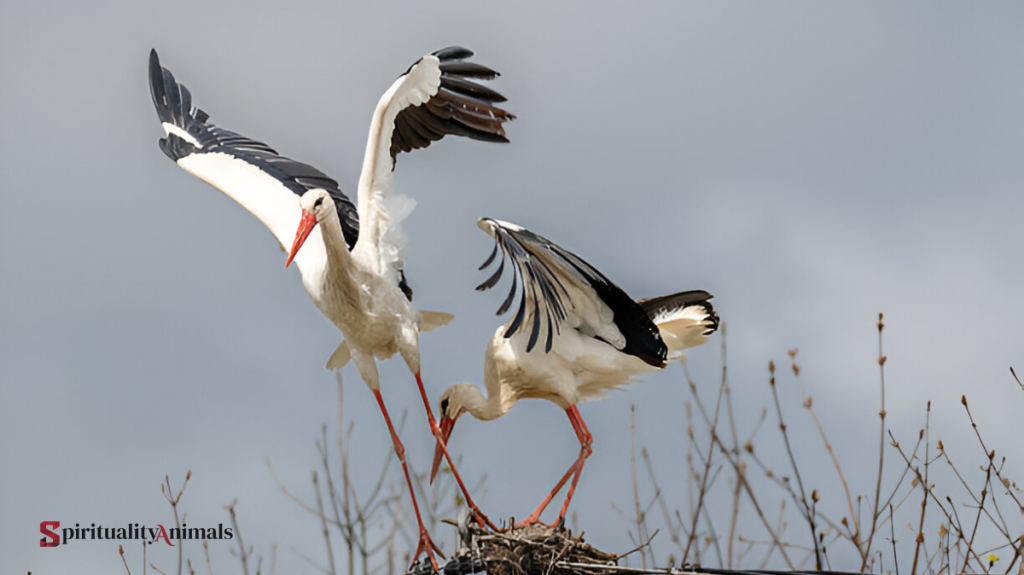 Spiritual Meaning of Stork