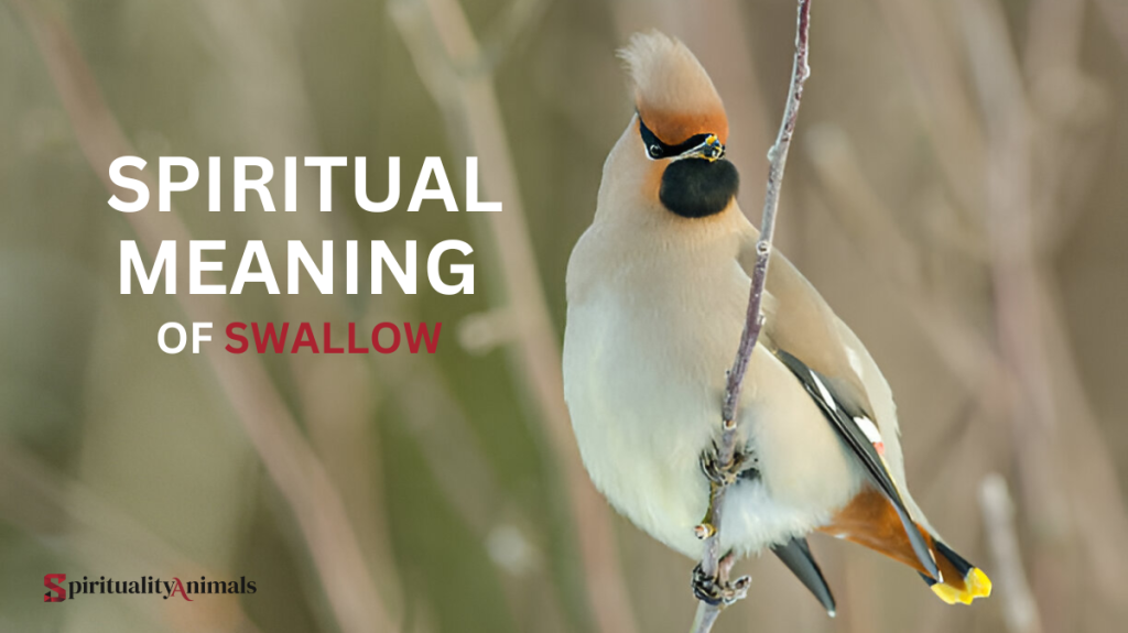 Spiritual Meaning of Swallow