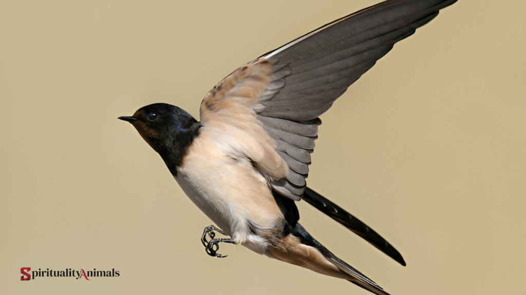 Spiritual Meaning of Swallow