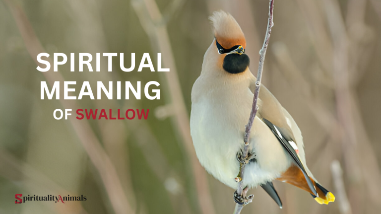 Spiritual Meaning of Swallow