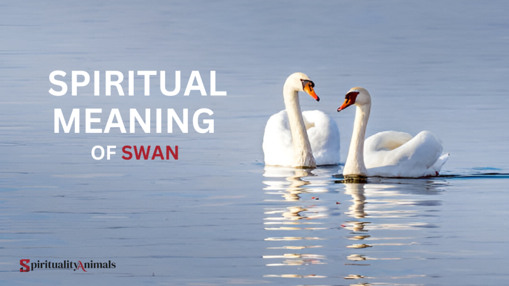Spiritual Meaning of Swan
