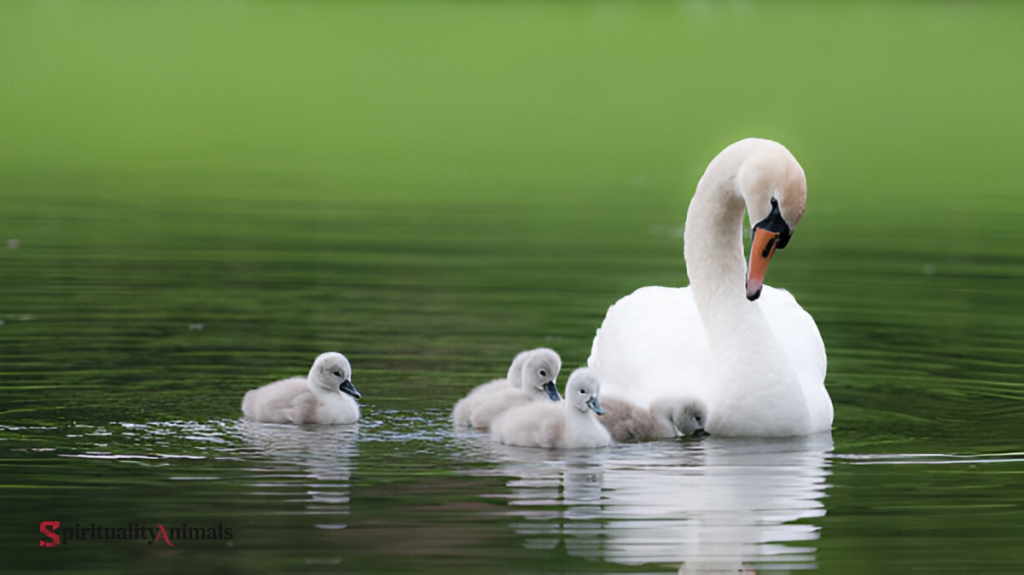Spiritual Meaning of Swan