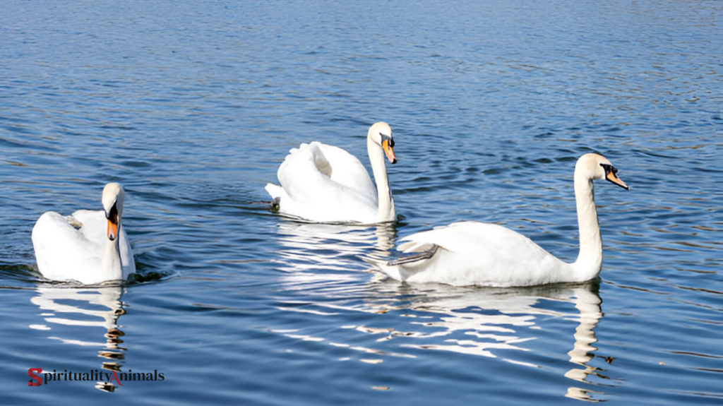 Spiritual Meaning of Swan