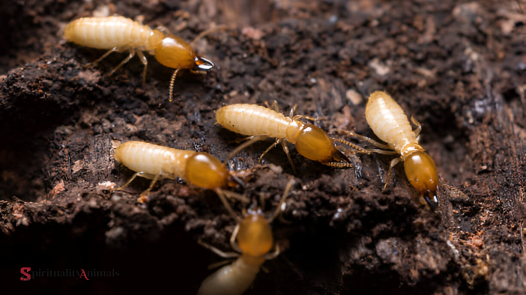 Spiritual Meaning of Termite