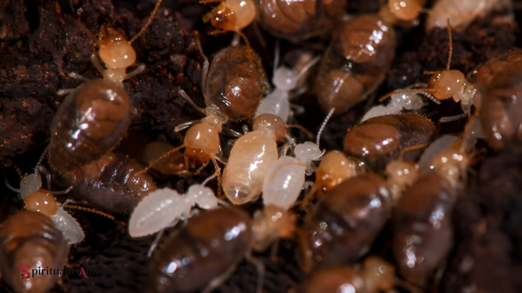 Spiritual Meaning of Termite