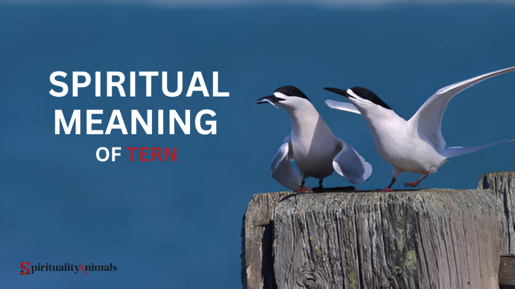 Spiritual Meaning of Tern
