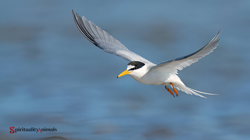Spiritual Meaning of Tern