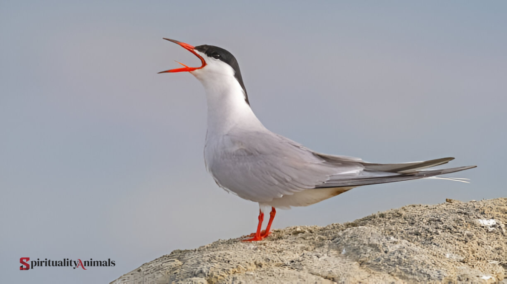 Spiritual Meaning of Tern