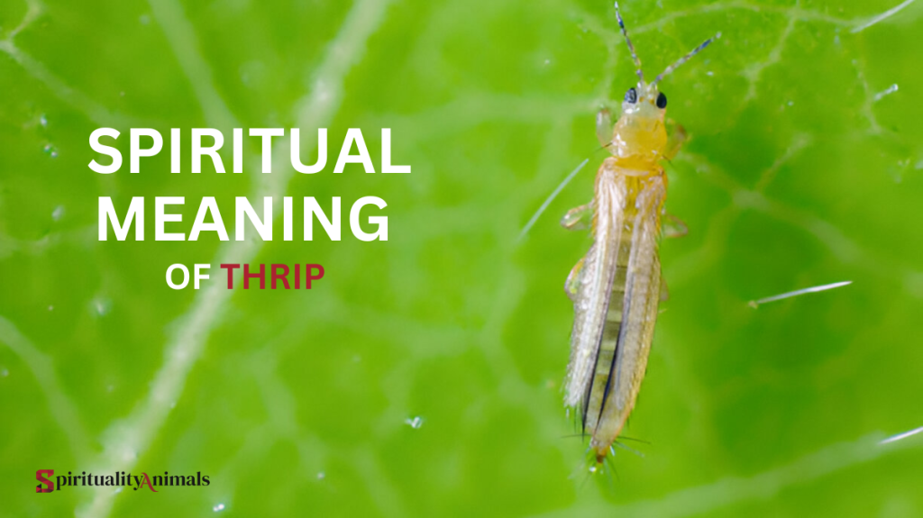 Spiritual Meaning of Thrip
