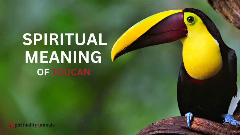 Spiritual Meaning of Toucan